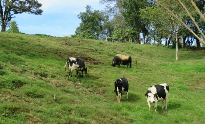 Vacas en campo abierto
