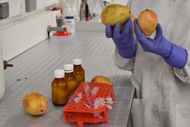 Foto guayaba proyecto upb