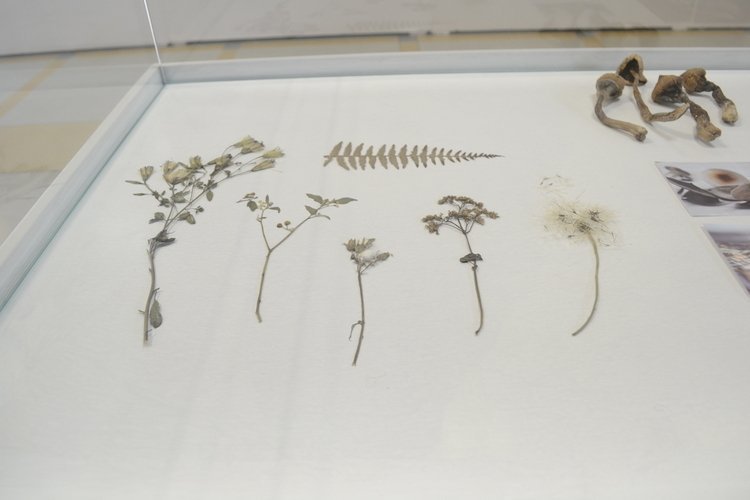 Exposición huellas del rastrojo