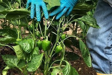 HuertaOrgánica_TipoD