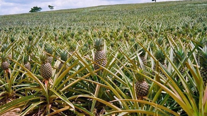 InsecticidaNatural_Interna2