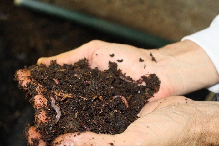 Lombricultura_Interna1