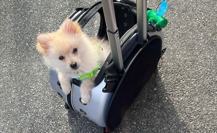 La UPB abre las puertas a los "compañeros de cuatro patas"