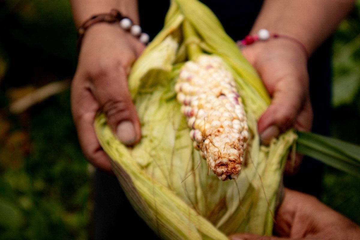 IMG_PORTADA_SIBUNDOY