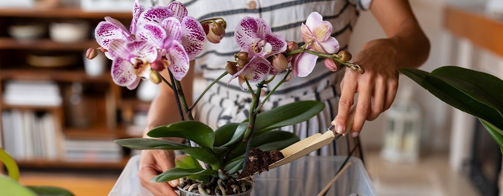 Taller Cultivo, cuidado y reproducción de orquídeas