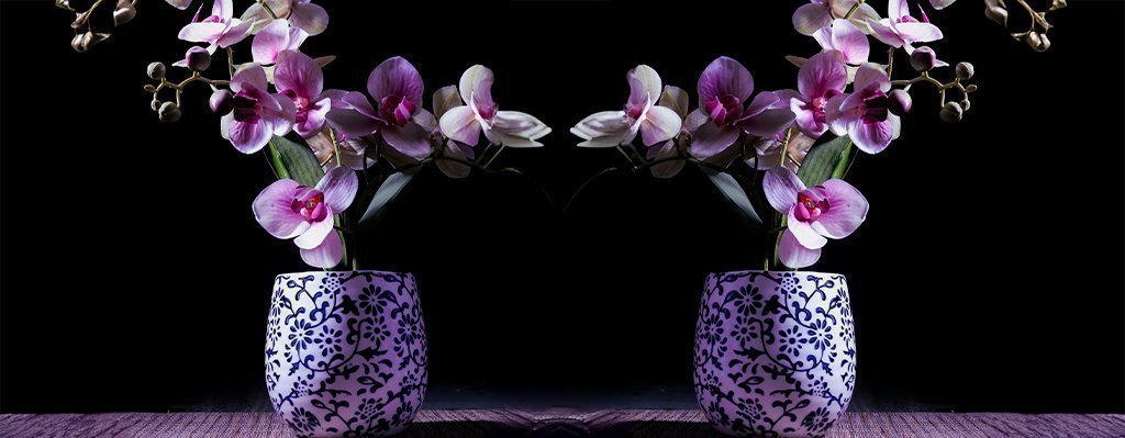 Taller Práctico Siembra y manejo de Orquídeas