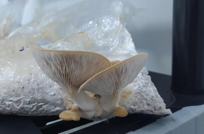 Foto Tipo Interna1 Hongos bucaramanga