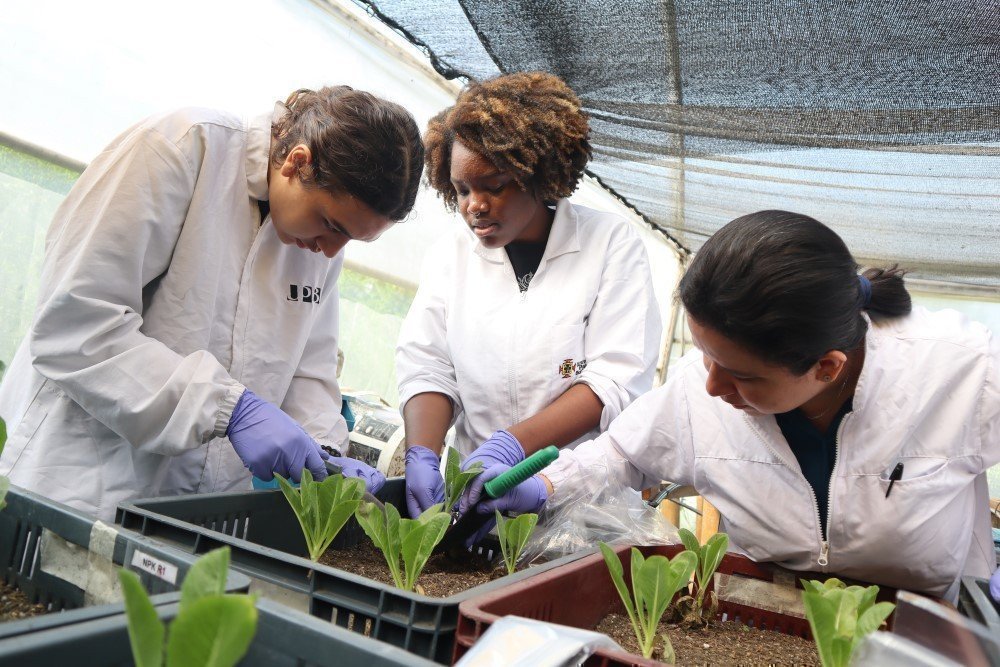 En el invernadero del Colegio UPB fueron sembradas  plantas con hidrogel, para su monitoreo.  
