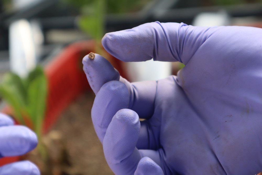 El desarrollo del hidrogel se encuentra actualmente en el nivel TRL 4, en la escala de madurez tecnológica.