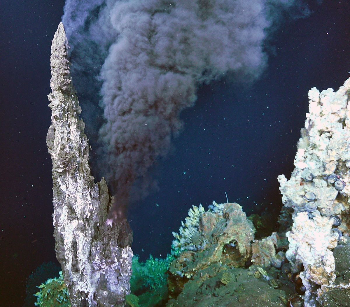 Alex Ingle / Schmidt Ocean Institute.
